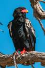 Portrait of a bateleur eagle perched on a dead tree branch Okavango Delta-Botswana Art Print